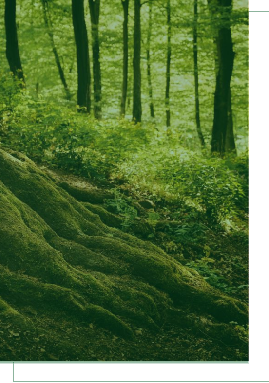 arbres